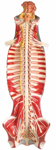 spinal-cord-in-the-spinal-canal